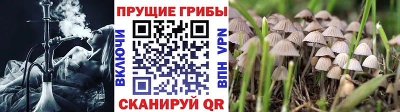 Галлюциногенные грибы MAGIC MUSHROOMS Жиздра